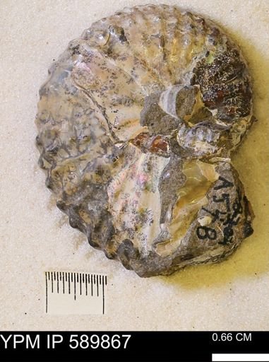 Jeletzkytes nebrascensis