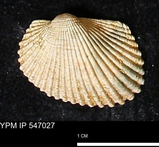 Scapharca transversa