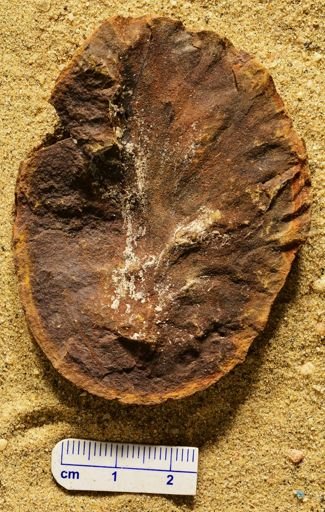Aphlebia