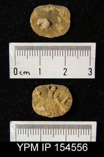 Dalmanella testudinaria