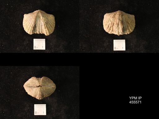 Platystrophia ponderosa