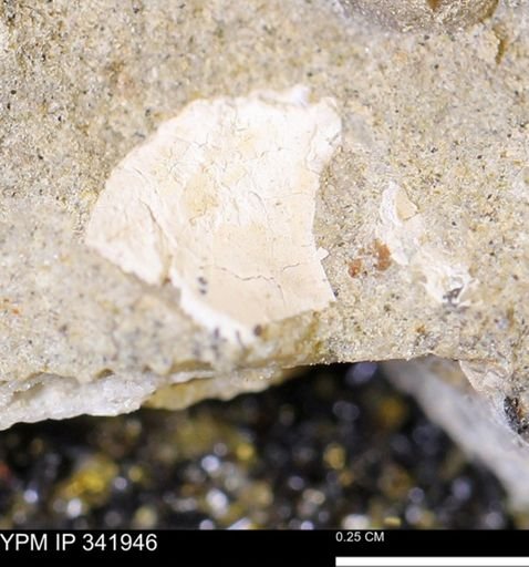 undet. Bivalvia