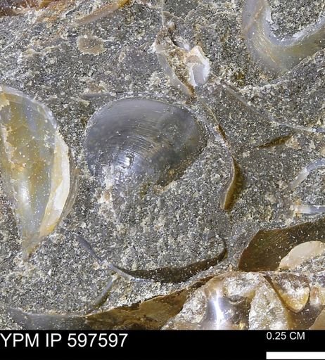 undet. Bivalvia