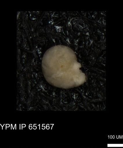 undet. Foraminiferida
