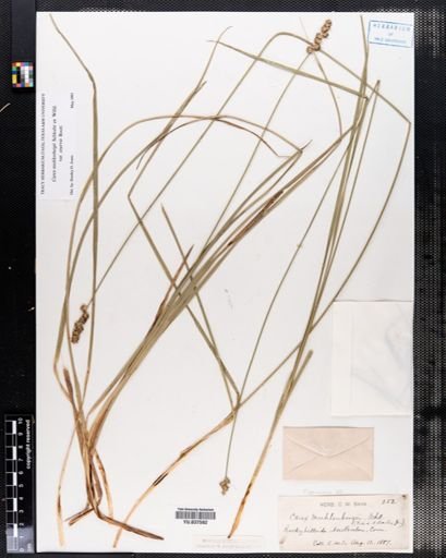 Carex muehlenbergii