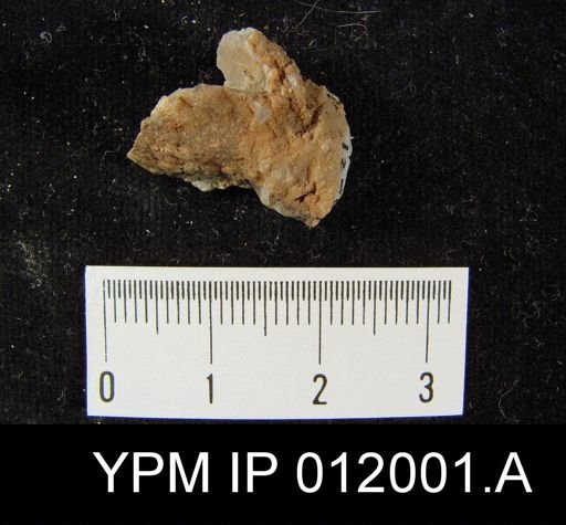 Richthofenia likharewi