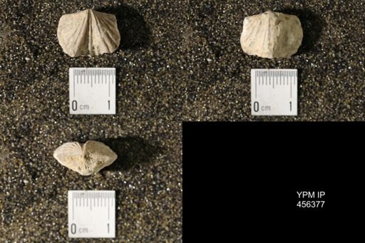 Platystrophia biforata