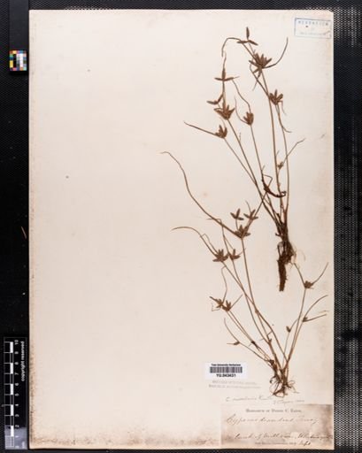 Cyperus diandrus