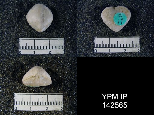Spirigerella derbyi