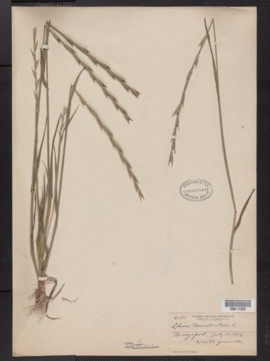 Lolium temulentum