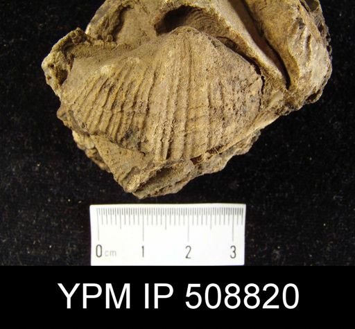 Spirifer allegheniensis