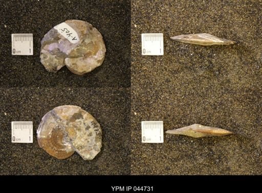 Sphenodiscus lenticularis