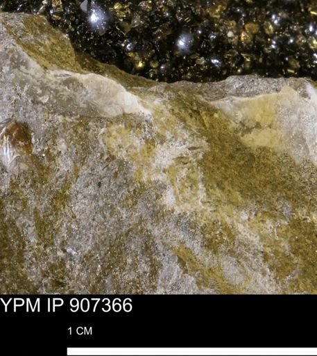 undet. Mollusca