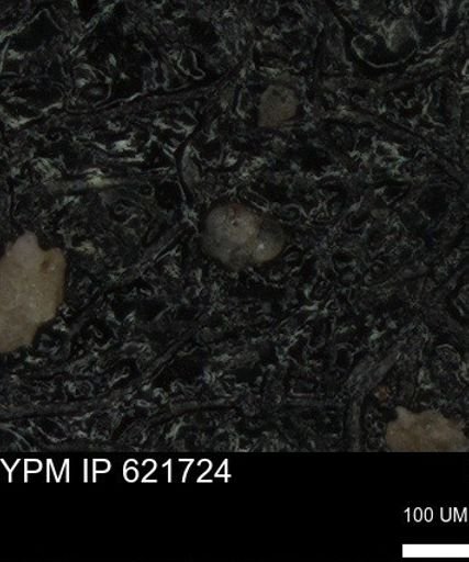 undet. Foraminiferida