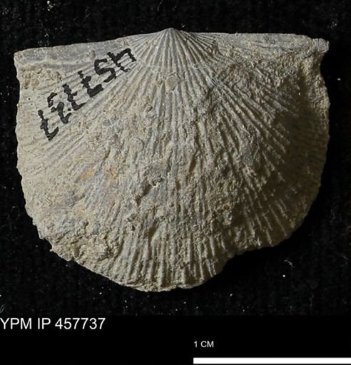 Strophodonta sp.