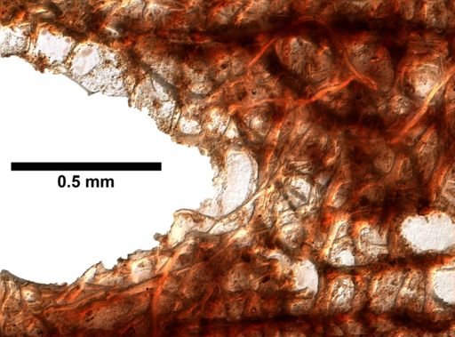 cf. Velinea