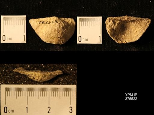 Chonetes granulifer transversalis