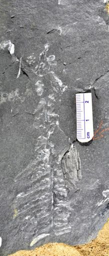 Pecopteris sp.