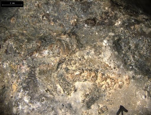 Aplocoma damesii