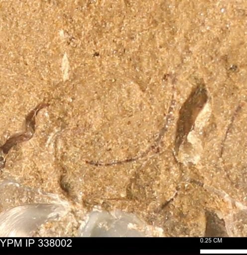 undet. Bivalvia