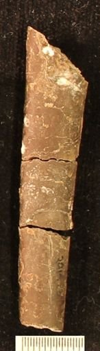 Baculites