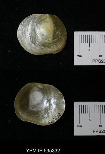Anomia simplex