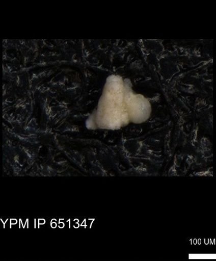 undet. Foraminiferida