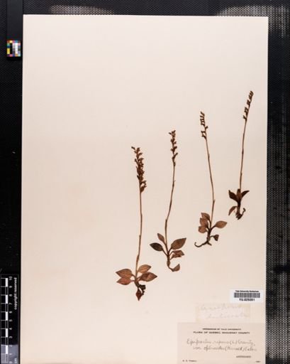 Plantae