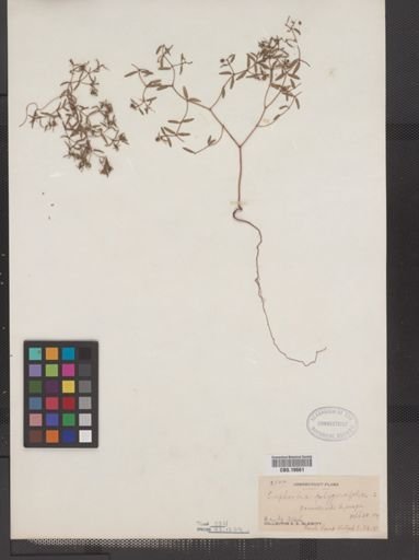 Euphorbia polygonifolia