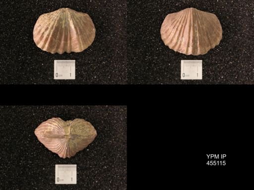 Platystrophia ponderosa var.