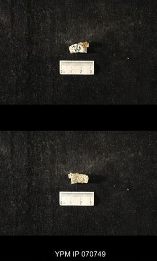 Favosites sp.