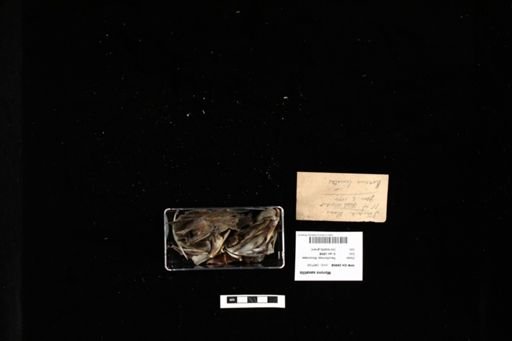 Morone saxatilis