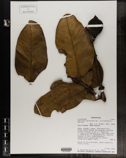 Plantae
