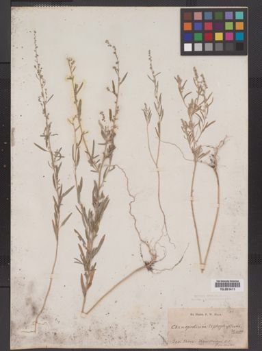 Chenopodium leptophyllum