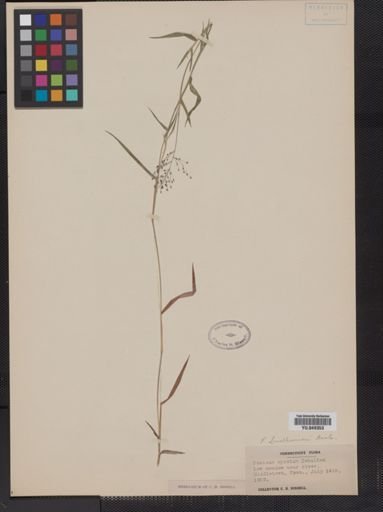 Panicum lindheimeri