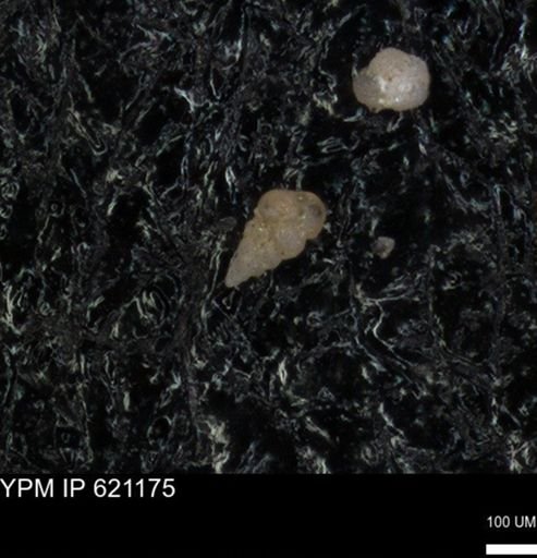 undet. Heterohelicidae