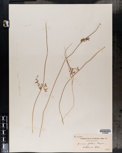 Juncus