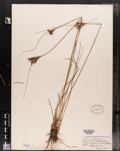 Juncus