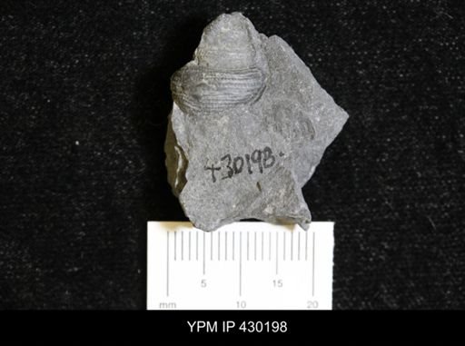 Dictyotomaria capillaria
