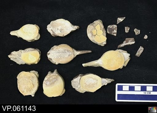 undet. Mosasauridae
