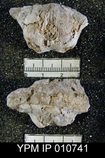 Productus guadalupensis