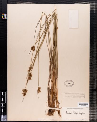 Juncus vaseyi