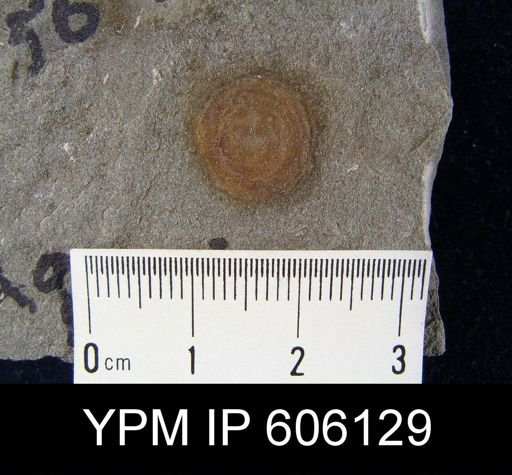 Orbiculoidea sp.