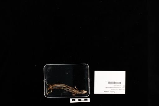 Chalcides ocellatus