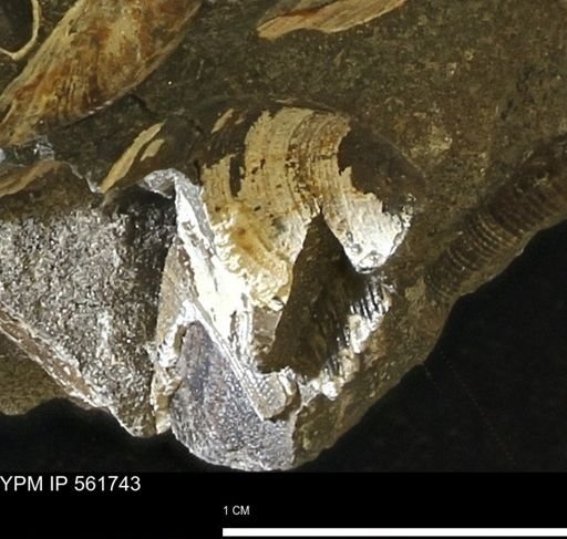 Limopsis sp.