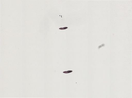 Plagiostomum wilsoni