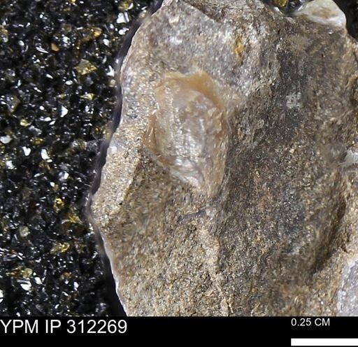 Phelopteria linguaeformis