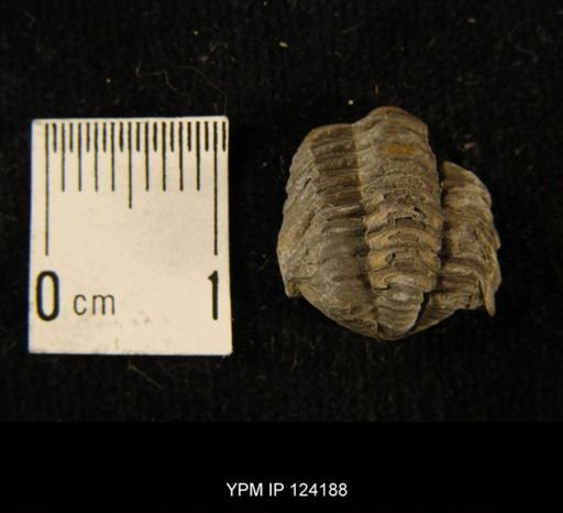 Phacops rana