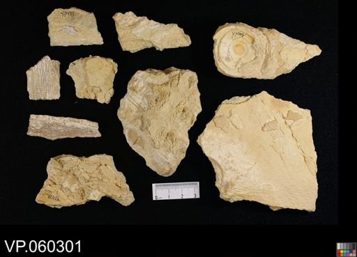 undet. Chondrichthyes