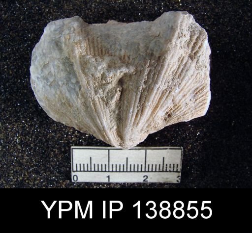 Spirifer (Neospirifer) musakheylensis